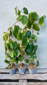 Dawidia chińska (Davidia involucrata) sadzonki w doniczkach 2L